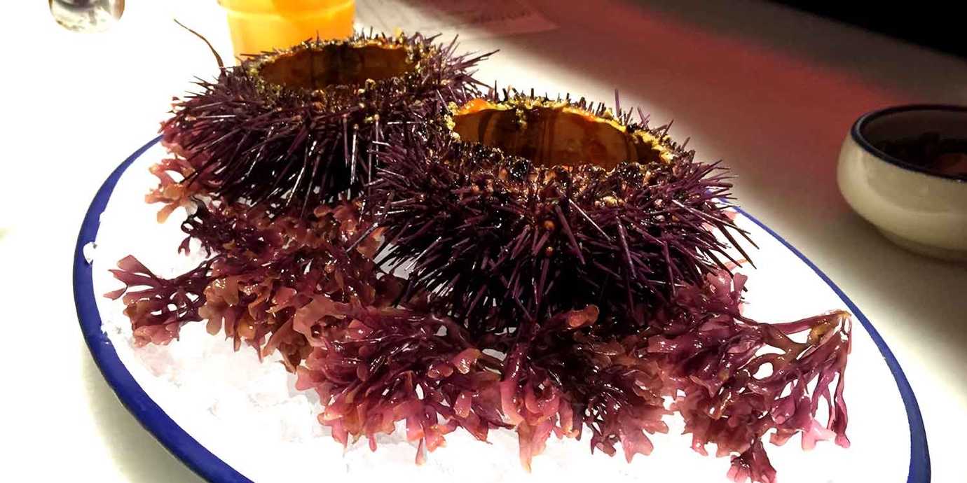 Sea urchin at Niño Viejo in Barcelona, Spain.