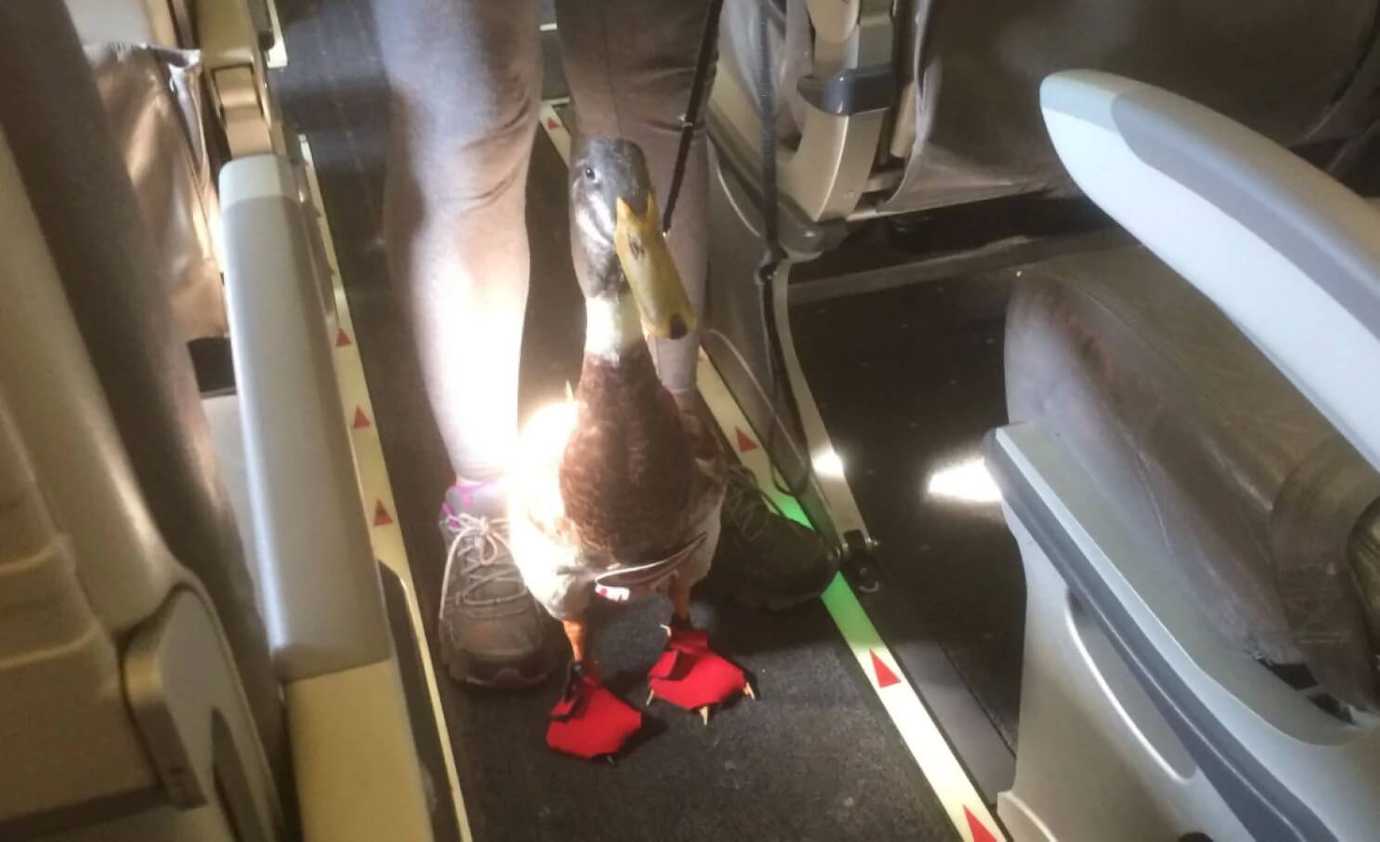 Daniel the emotional support duck.