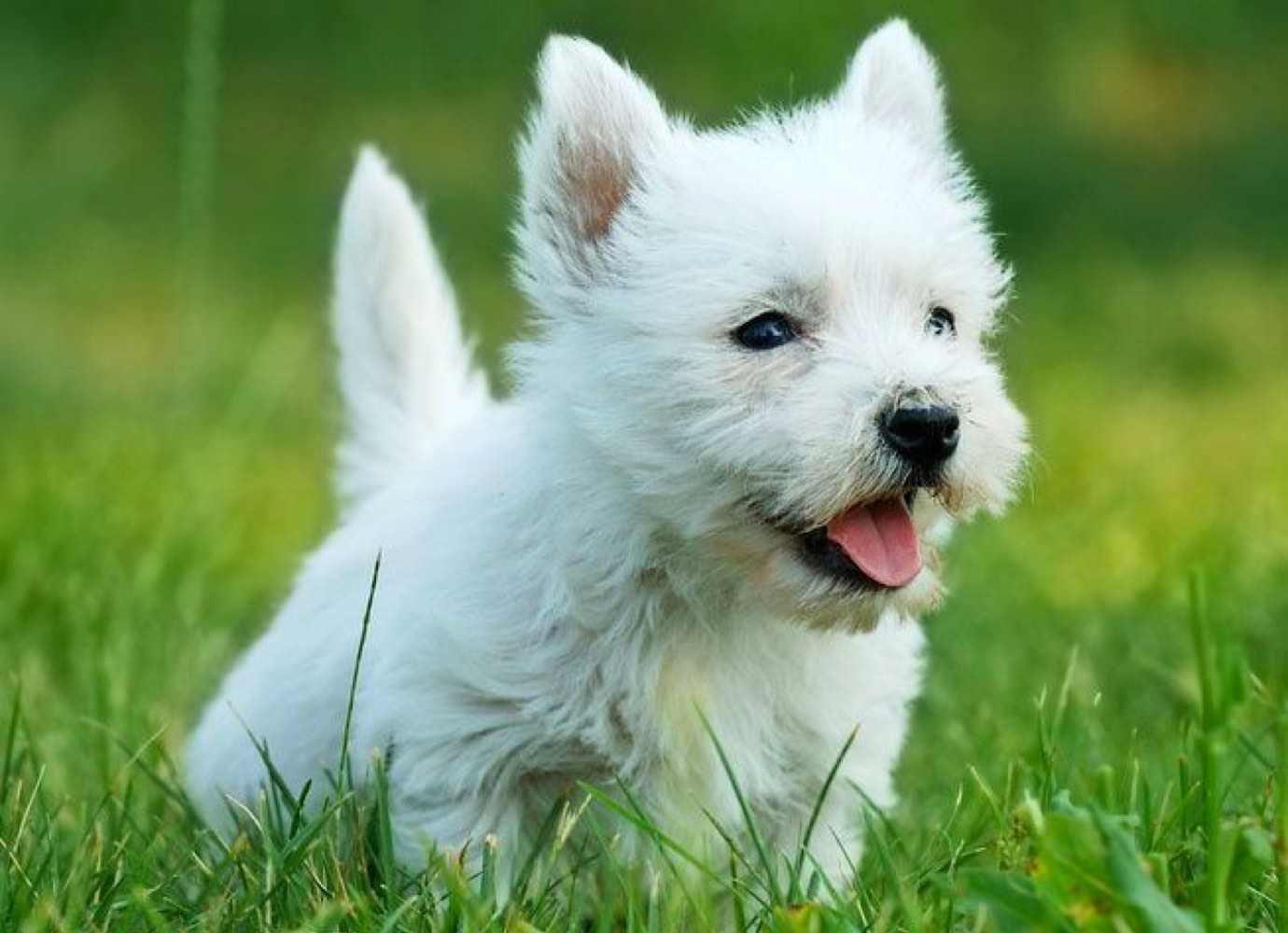 West Highland terrier puppy.