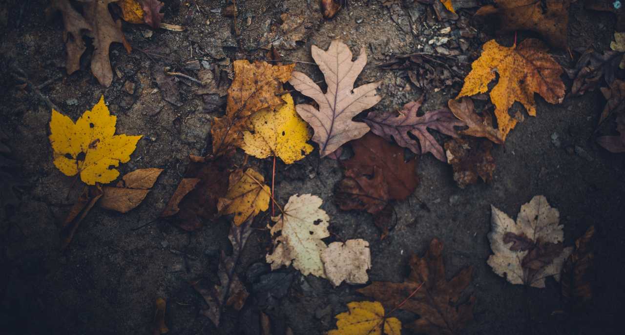 Leaves on dirt.